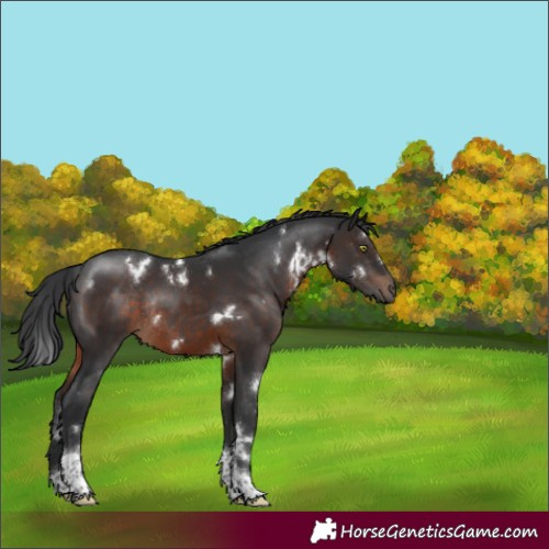 Horse Color:White Spotted Brown Tobiano Rabicano