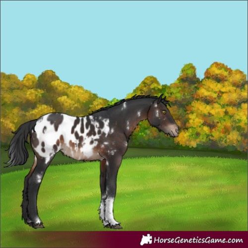 Horse Color:White Spotted Brown Tobiano Blanket Rabicano 