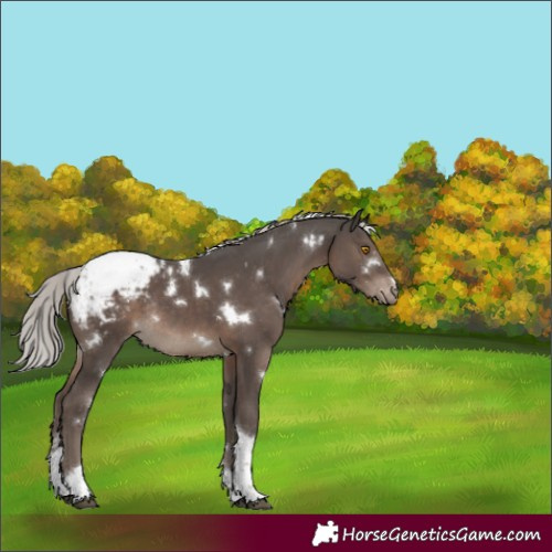 Horse Color:White Spotted Silver Black Tobiano Snowcap Rabicano