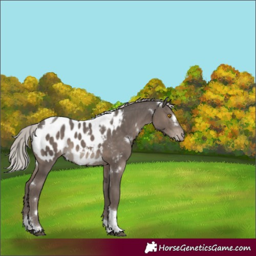 Horse Color:White Spotted Silver Black Tobiano Blanket Rabicano 