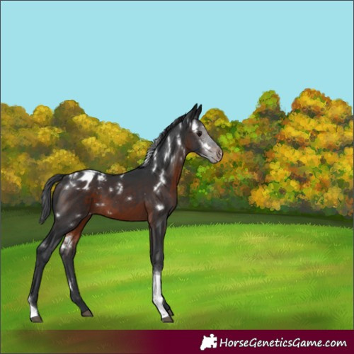 Horse Color:White Spotted Brown Tobiano Appaloosa 