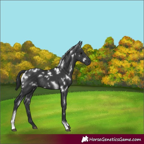 Horse Color:White Spotted Black Tobiano Rabicano 