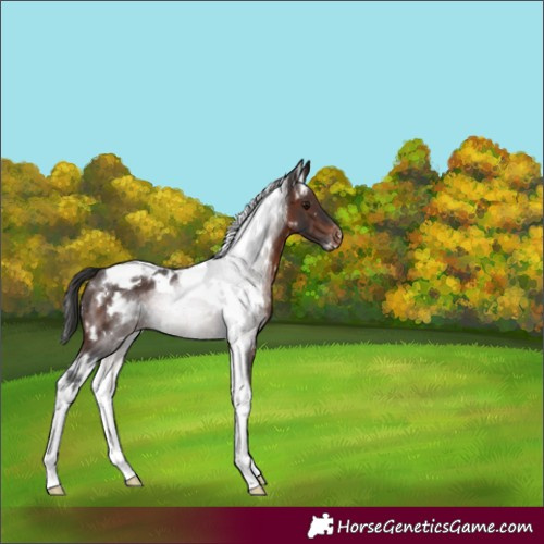 Horse Color:White Spotted Brown Tobiano Appaloosa 
