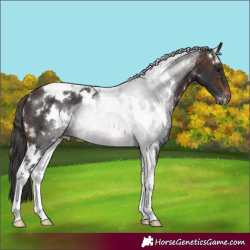 Horse Color:White Spotted Brown Tobiano Varnish 