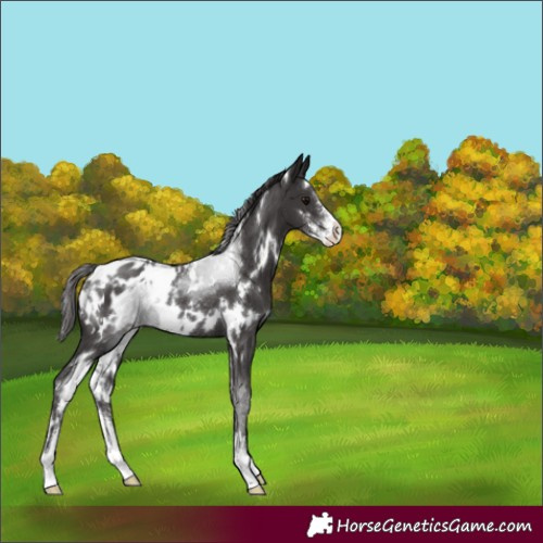 Horse Color:White Spotted Smoky Black Sabino Appaloosa Rabicano