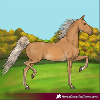 Horse Color:Palomino