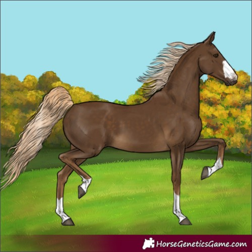 Horse Color:Chocolate Palomino 