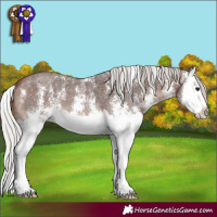 Horse Color:Silver Brown Sabino Splash