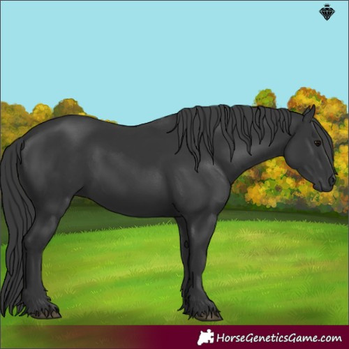 Horse Color:Black 