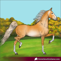 Horse Color:Gray Palomino Splash 
