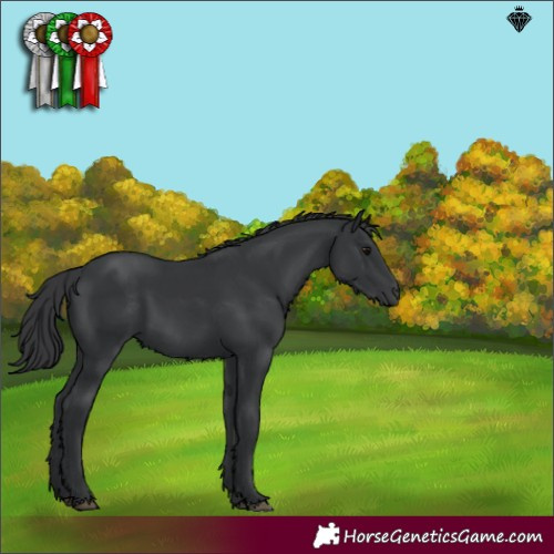 Horse Color:Black 