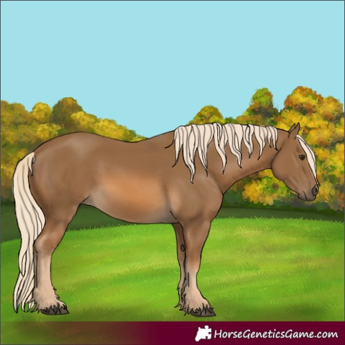 Horse Color:Chocolate Palomino 