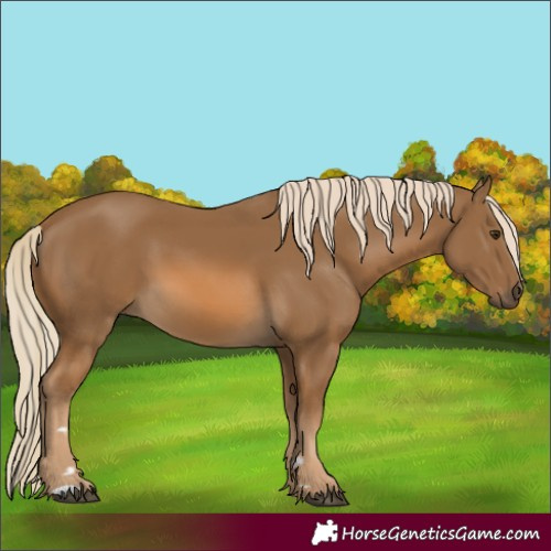 Horse Color:Chocolate Palomino 
