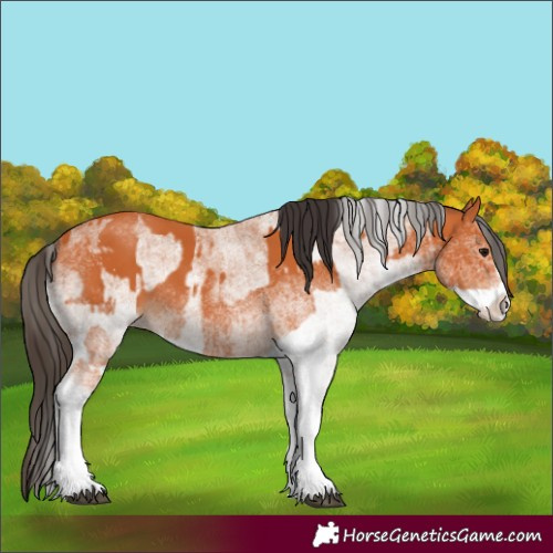 Horse Color:White Spotted Bay Splash and White Spotted Bay Splash