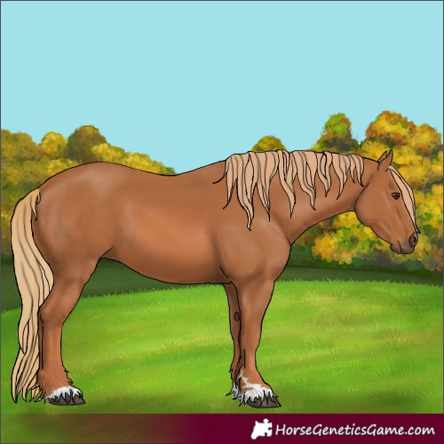 Horse Color:Chestnut 