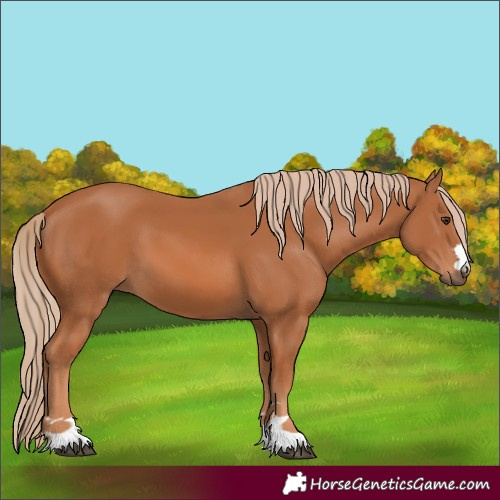 Horse Color:Chestnut 
