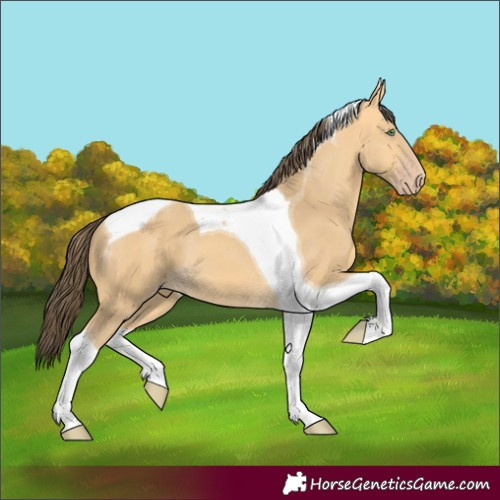 Horse Color:Amber Cream Champagne Tobiano 