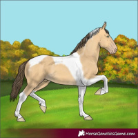 Horse Color:Amber Cream Champagne Tobiano 