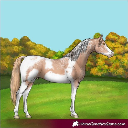 Horse Color:Gold Champagne Ice Tobiano Frame 