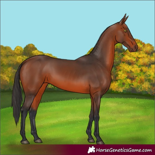 Horse Color:Bay 