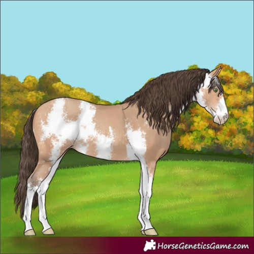 Horse Color:Amber Champagne Sabino