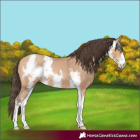 Horse Color:Amber Champagne Sabino 
