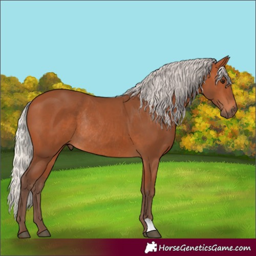 Horse Color:Silver Bay Rabicano