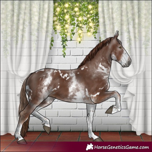 Horse Color:Gray White Spotted Chestnut