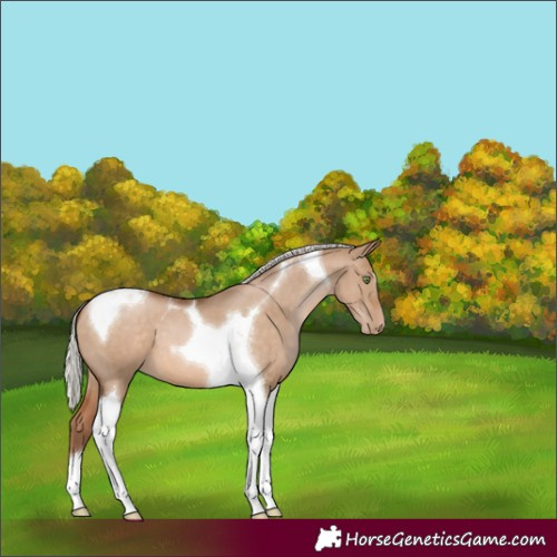 Horse Color:Silver Brown Pearl Dun Tobiano