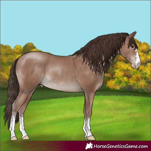 Horse Color:Classic Champagne