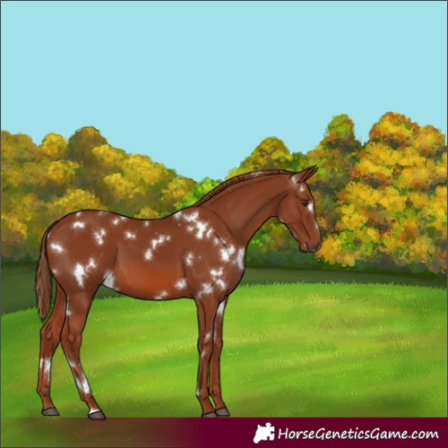 Horse Color:White Spotted Chestnut 