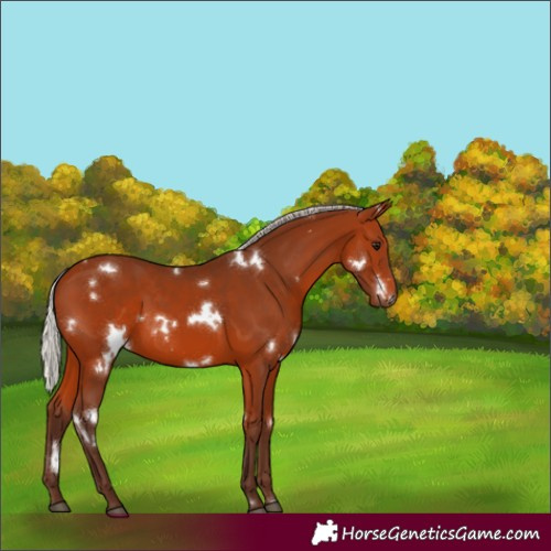 Horse Color:White Spotted Silver Bay