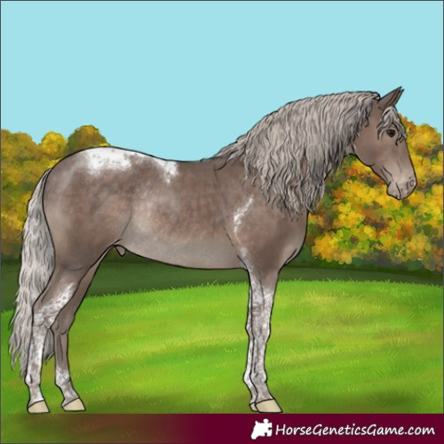 Horse Color:Silver Black Tobiano Appaloosa Rabicano 