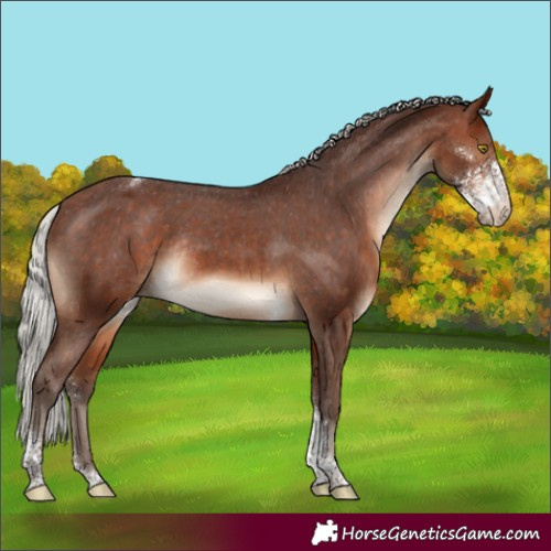 Horse Color:Silver Brown Sabino Tobiano Appaloosa Rabicano 