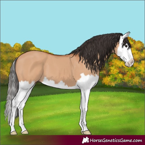Horse Color:Bay Dun Splash 