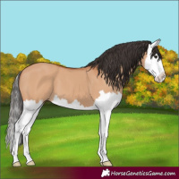Horse Color:Bay Dun Splash 