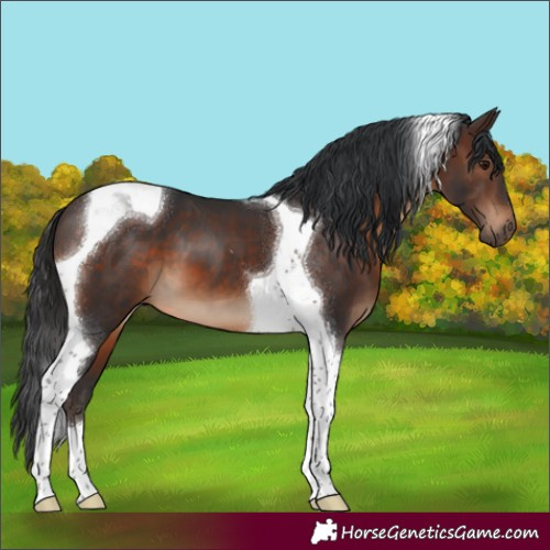 Horse Color:Brown Tobiano 
