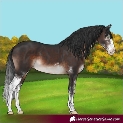 Horse Color:Brown Mushroom Sabino