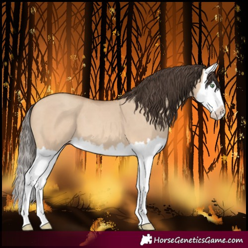 Horse Color:Amber Champagne Dun Splash 