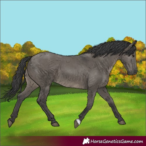 Horse Color:Grullo