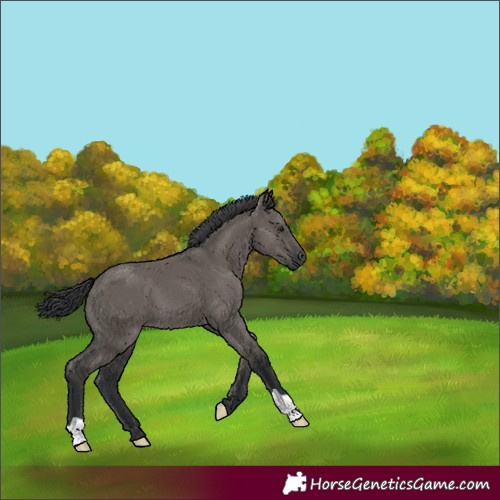 Horse Color:Grullo