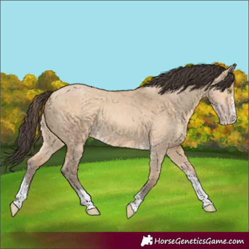 Horse Color:Amber Champagne Dun Sabino