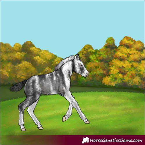 Horse Color:Gray Black Sabino Rabicano