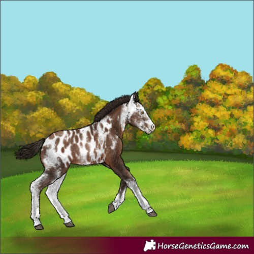 Horse Color:Gray Brown Pearl Sabino Blanket Rabicano