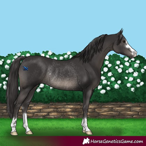 Horse Color:Smoky Black Rabicano 