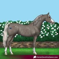 Horse Color:Silver Black Appaloosa Rabicano 