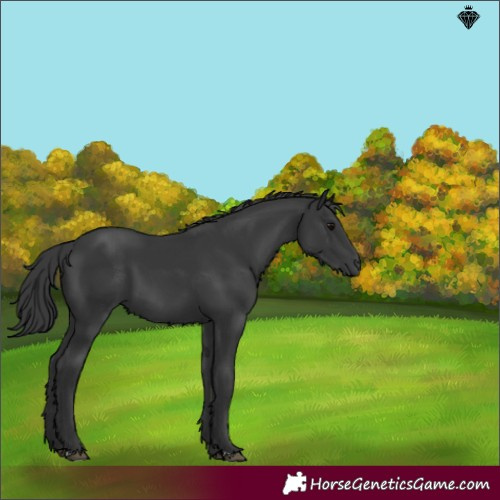 Horse Color:Black 