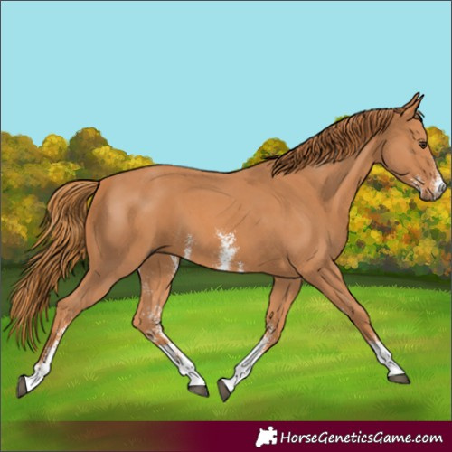 Horse Color:Chestnut Sabino 
