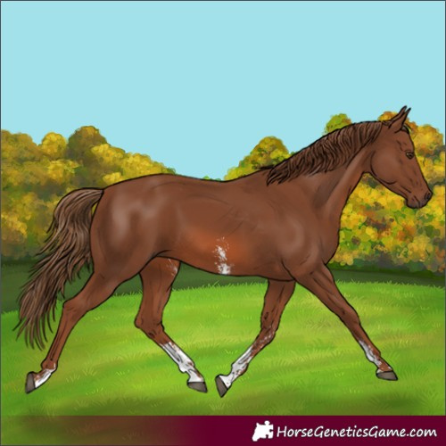 Horse Color:Unknown 