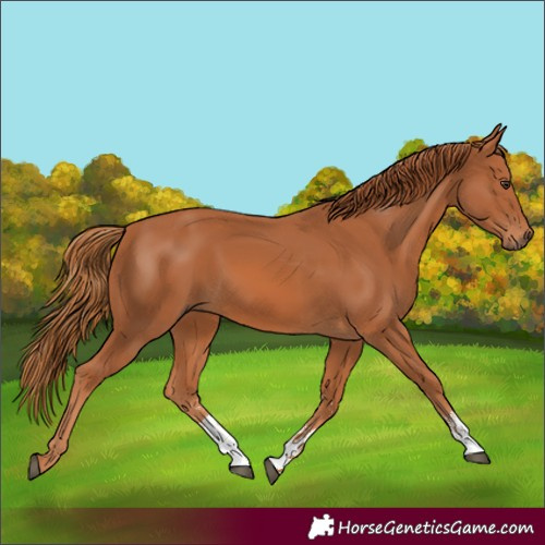 Horse Color:Chestnut Sabino